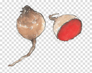 Sweet potato Vegetable , Hand-painted sweet potato transparent background PNG clipart