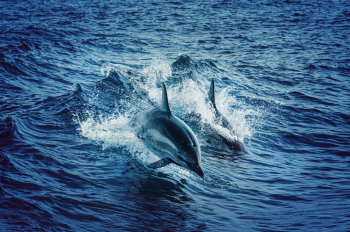 Swimming Dolphins Swimming Dolphins