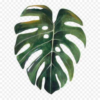 Swiss cheese plant Drawing Watercolor painting Botany Leaf - Leaf 