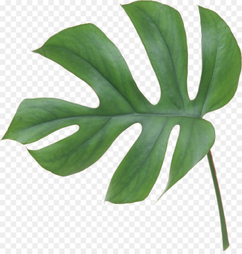 Swiss cheese plant Leaf Flower Philodendron bipinnatifidum - tropical leaf 