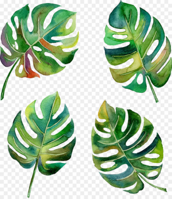 Swiss cheese plant Leaf Tropics Philodendron - Vector Hand-painted banana leaves 