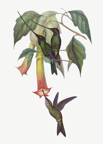 Sword-billed Hummingbird bird, vintage animal | Free PSD Illustration - rawpixel Sword-billed Hummingbird bird, vintage animal | Free PSD Illustration - rawpixel