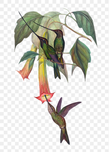 Sword-billed Hummingbird png bird sticker, | Free PNG Illustration - rawpixel Sword-billed Hummingbird png bird sticker, | Free PNG Illustration - rawpixel