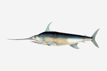 Swordfish drawing, vintage sea life | Free Photo - rawpixel