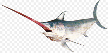 Swordfish, Marlin, Fish PNG