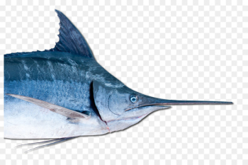Swordfish Marlin Oily fish Barracuda - fish Swordfish Marlin Oily fish Barracuda - fish