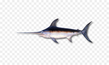 Swordfish Minecraft Billfish Bony fishes - catfish transparency and translucency 