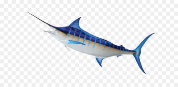 Swordfish Tuna Mackerel Marine mammal Sardine - BLUE MARLIN 