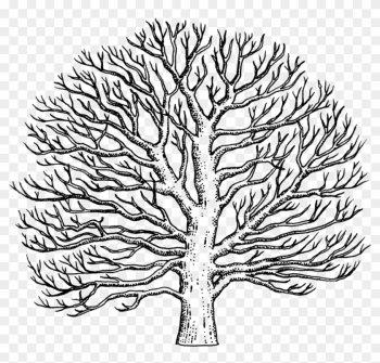 Sycamore Tree Drawing - Easy To Draw Sycamore Tree Sycamore Tree Drawing - Easy To Draw Sycamore Tree