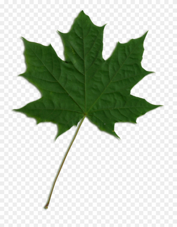 Sycamore Tree Leaf Png Transparent Sycamore Tree Leaf - Green Maple Leaf Png Sycamore Tree Leaf Png Transparent Sycamore Tree Leaf - Green Maple Leaf Png