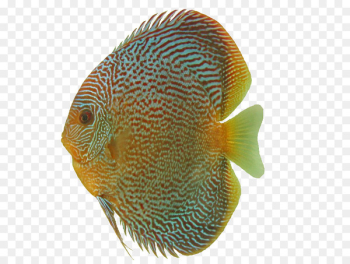 Symphysodon discus DeviantArt Ornamental fish Clip art - Aquarium 