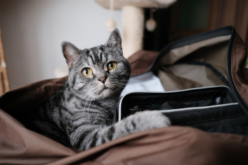 Tabby Cat Tabby Cat