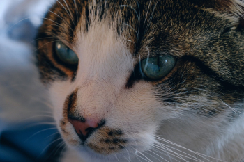 Tabby Cat Tabby Cat