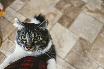 Tabby Cat Tabby Cat