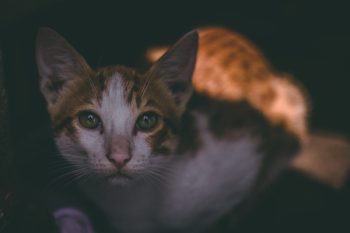 Tabby Cat Tabby Cat