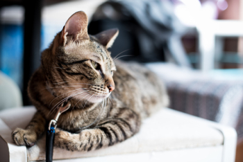 Tabby Cat Tabby Cat