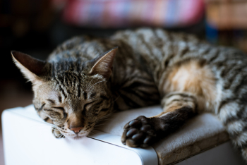 Tabby Cat Tabby Cat