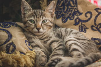 Tabby Cat Tabby Cat