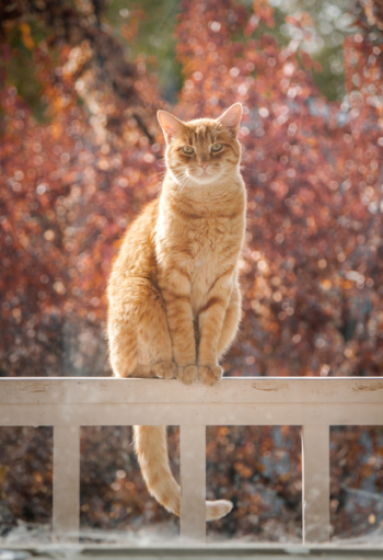 Tabby Cat Tabby Cat