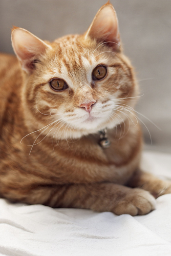 Tabby Cat Tabby Cat