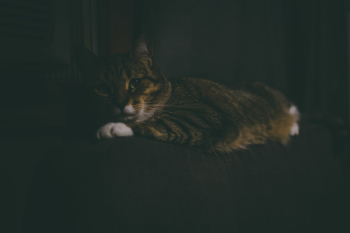 Tabby Cat Tabby Cat