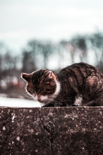 Tabby Cat Tabby Cat