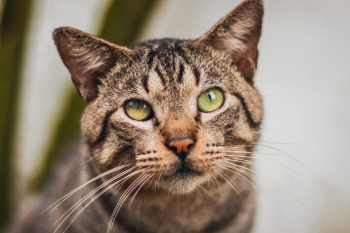 Tabby Cat Tabby Cat
