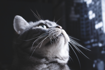 Tabby Cat Tabby Cat