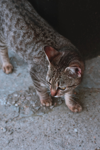 Tabby Cat Tabby Cat