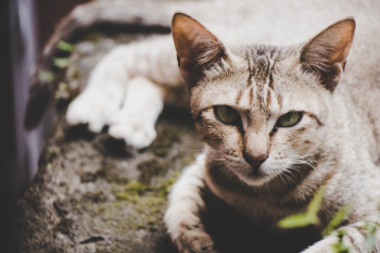 Tabby Cat Tabby Cat