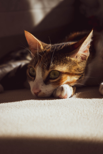 Tabby Cat Tabby Cat