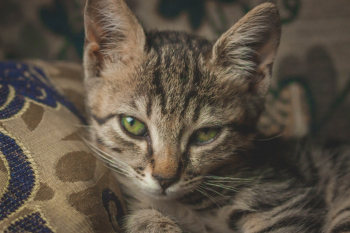Tabby Cat Tabby Cat