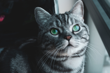 Tabby Cat Tabby Cat