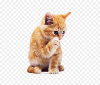Tabby cat Dog Puppy Pet - Yellow cat Tabby cat Dog Puppy Pet - Yellow cat