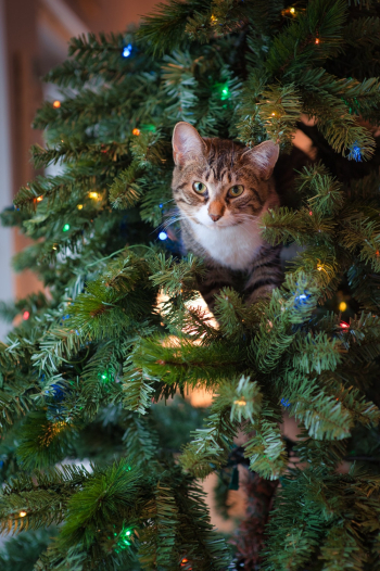 Tabby Cat on Green Christmas Tree Tabby Cat on Green Christmas Tree