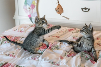Tabby Kittens on Floral Comforter Tabby Kittens on Floral Comforter