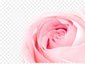 Table Flowers Rose Flower bouquet Pink - rose Table Flowers Rose Flower bouquet Pink - rose