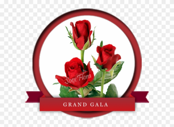 Taj Mahal /top Secret Rose Grower And Exporter In Malaysia, - Top Secret Rose Variety Taj Mahal /top Secret Rose Grower And Exporter In Malaysia, - Top Secret Rose Variety