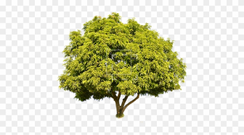 Tall Green Juniper - Short Tree Png Tall Green Juniper - Short Tree Png
