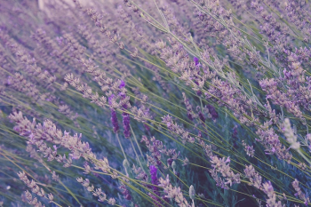 Tall lavender plants swaying in the wind. | Free Photo - rawpixel