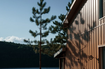 Tall Pines By Cabin Tall Pines By Cabin