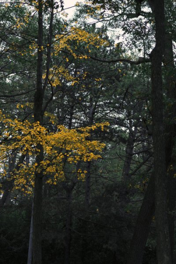 Tall Trees In Autumn Tall Trees In Autumn