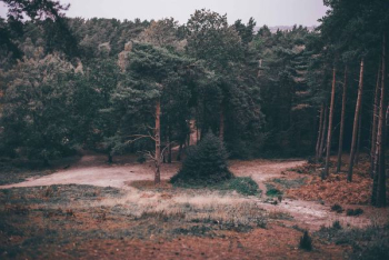 tall tress during dawn tall tress during dawn