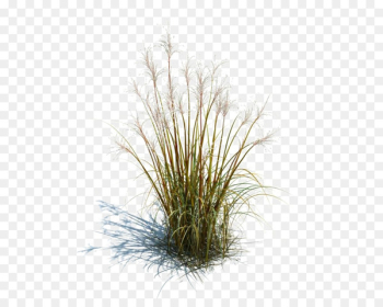 Tallgrass prairie Ornamental grass Grasses Lawn Ornamental plant - footer image 