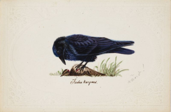 Tame raven "judas", 1834, by Ferdinand | Free Photo - rawpixel Tame raven "judas", 1834, by Ferdinand | Free Photo - rawpixel