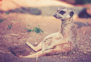 Tan and Grey Animal Sitting on Ground Tan and Grey Animal Sitting on Ground