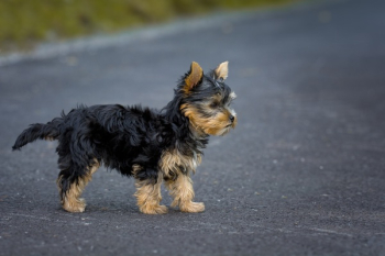 Tan Black Puppy Tan Black Puppy