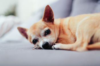 tan chihuahua lying on couch tan chihuahua lying on couch