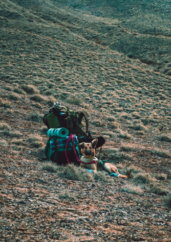 Tan German Shepherd Lying Beside Backpack Tan German Shepherd Lying Beside Backpack