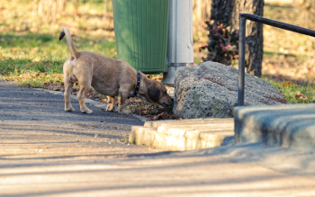 Tan Smooth Dachshund Smelling the Stone Tan Smooth Dachshund Smelling the Stone